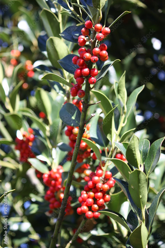 Obraz premium Red Berries of Holly (Ilex aquifolium)