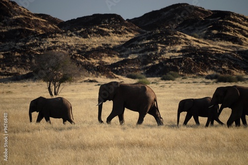Canvas Print Desert elephants