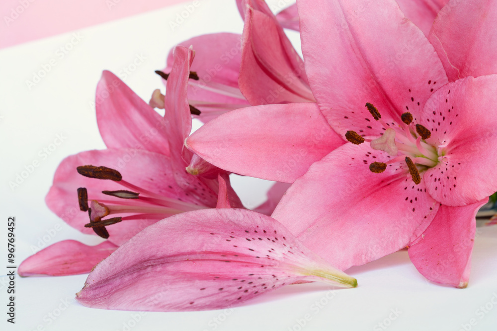 Beautiful pink lilies with brown nectar and  white roses decoration on a white background
