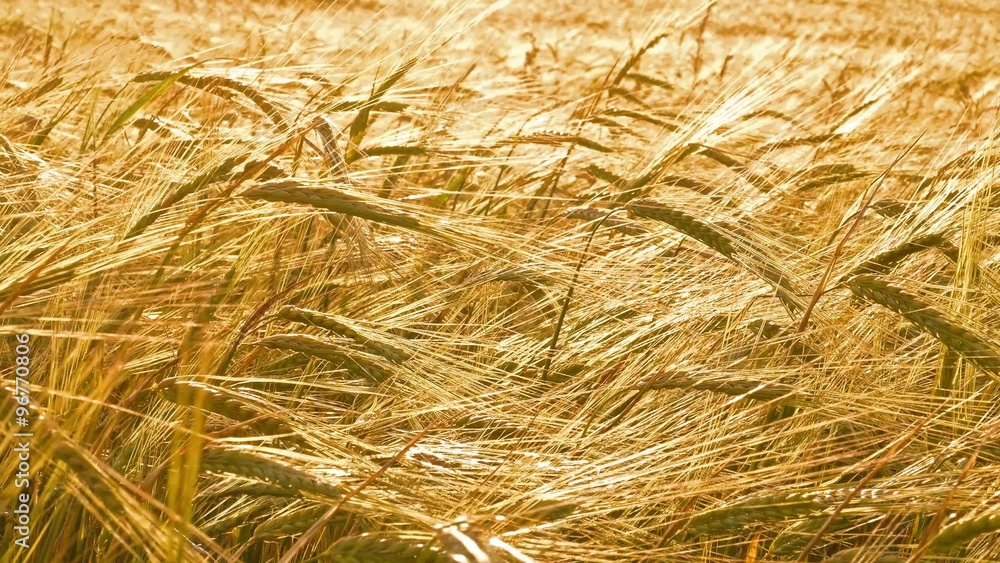 ears of ripe wheat, 4k ears of ripe wheat, 4k