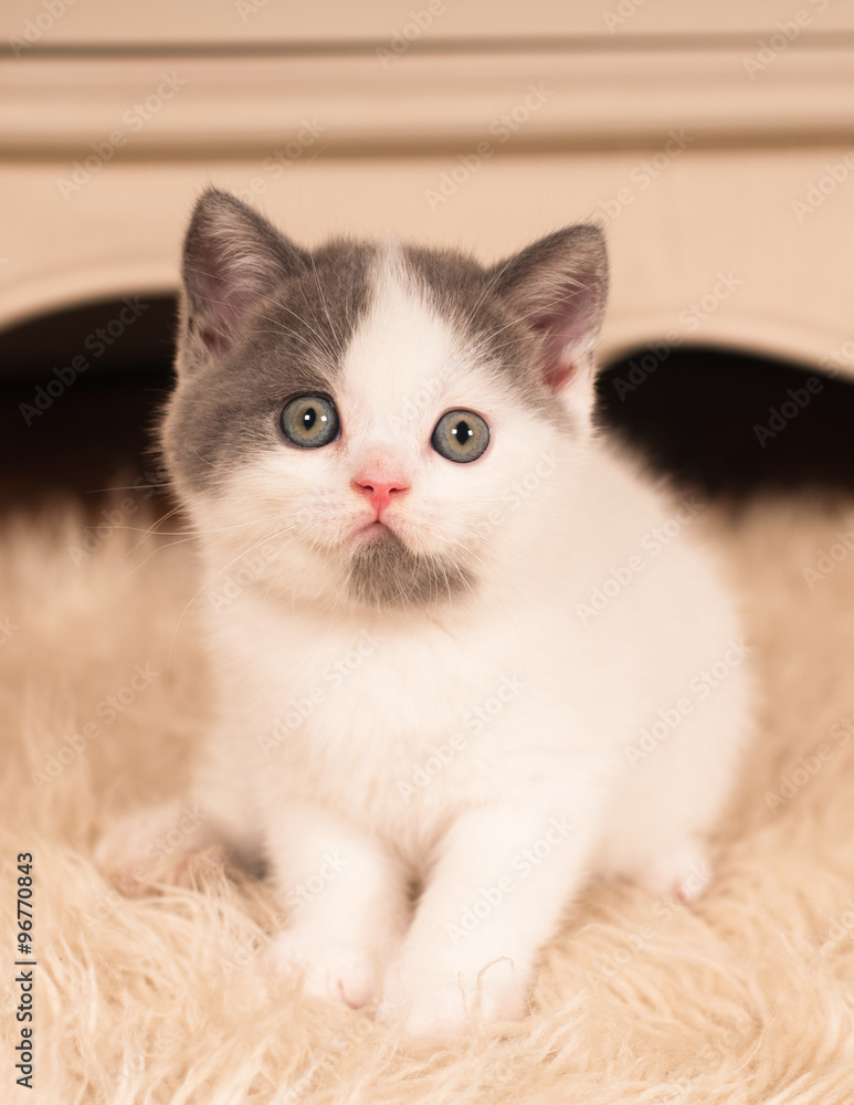 Fototapeta premium Cute little kitten