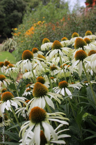 Echinacea purpurea photo