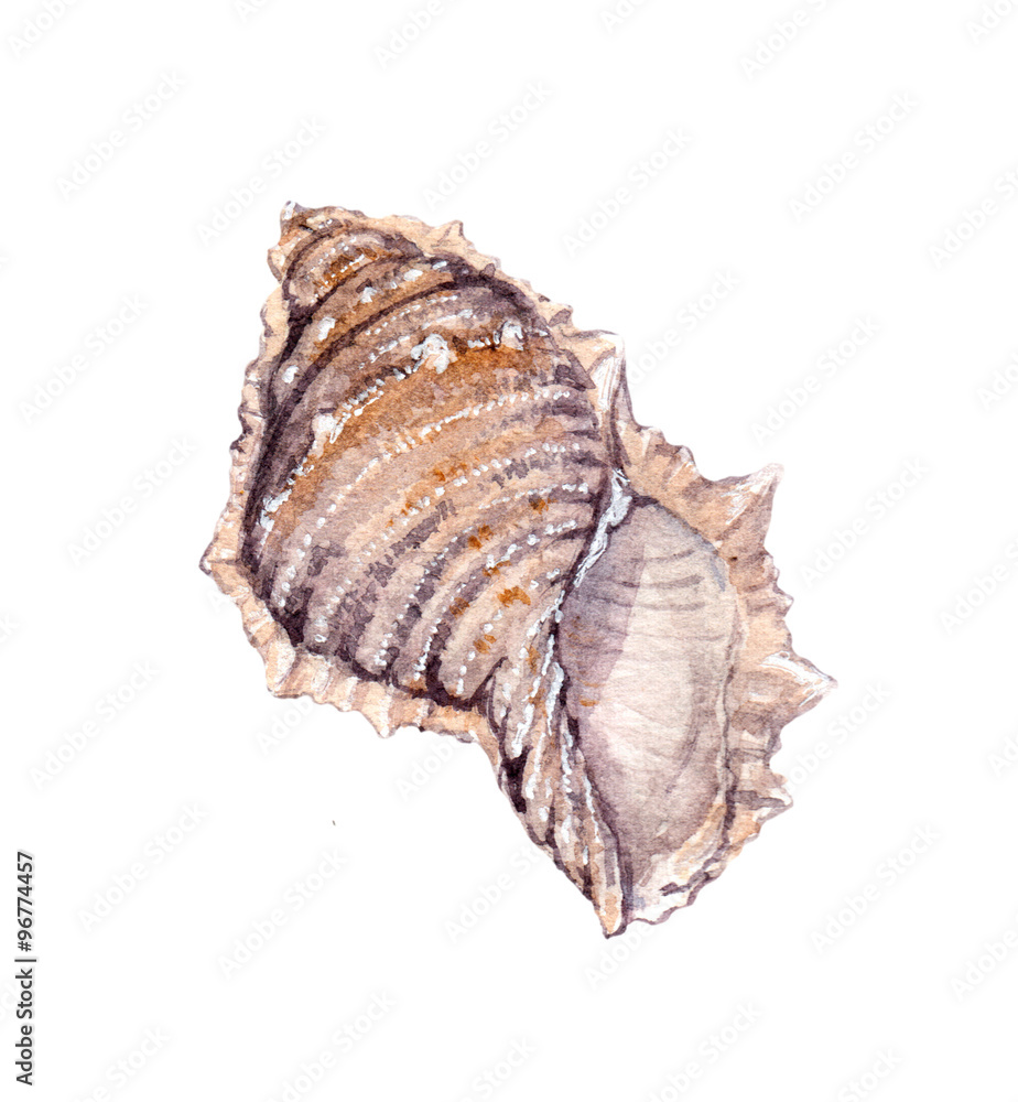 Sea shell. Watercolor painting isolated on white Sea shell. Watercolor painting isolated on white