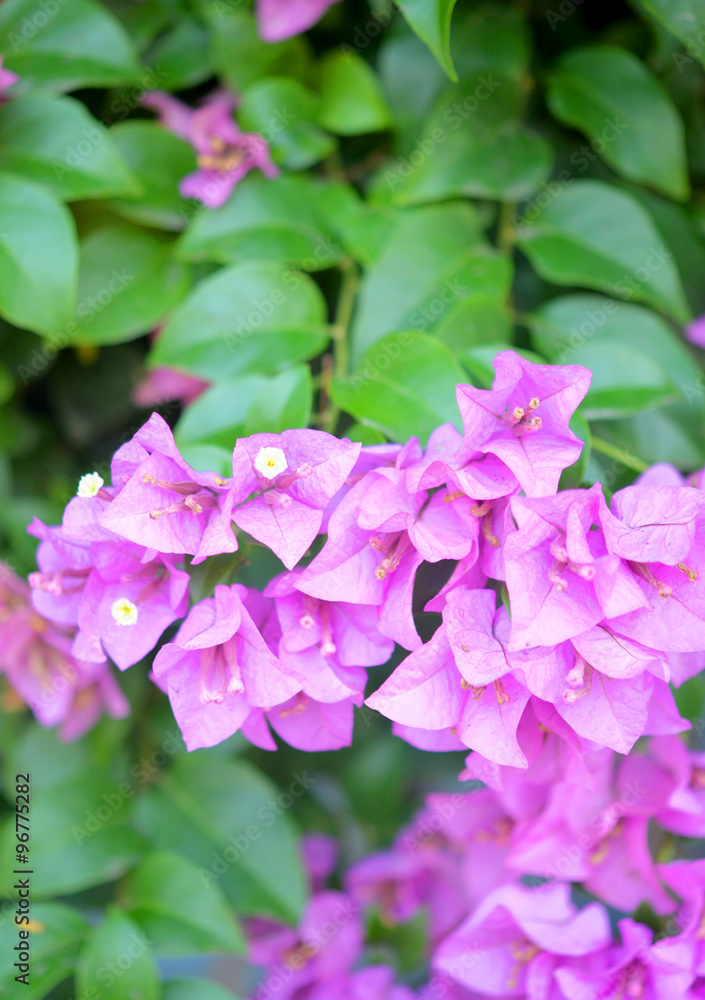 Fototapeta premium flower