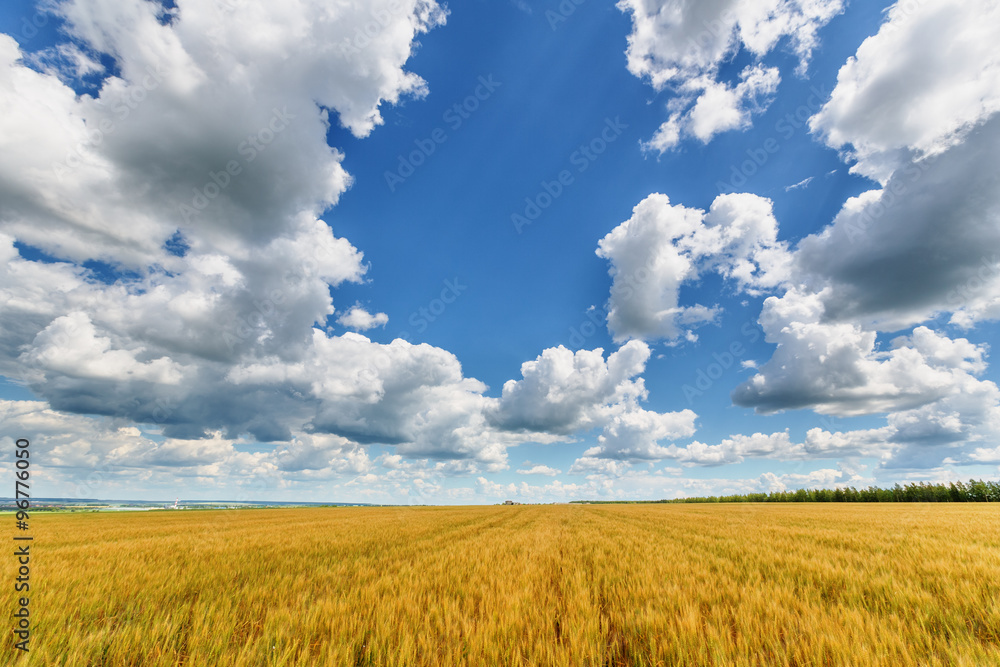 Wheat ears and cloudy sky