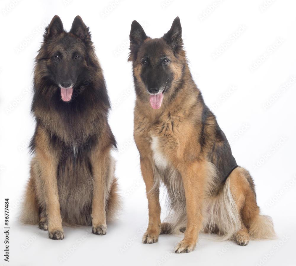 Two dogs, Belgian Shepherd Tervuren, sitting, isolated Two dogs, Belgian Shepherd Tervuren, sitting, isolated