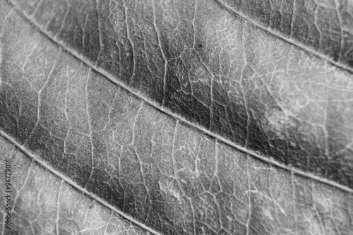 monochrome blurry macro background of dry leaf, focus on center of the image.