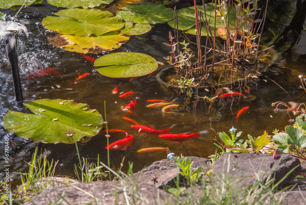 Goldfische im Gartenteich beim füttern Stock Photo Adobe Stock