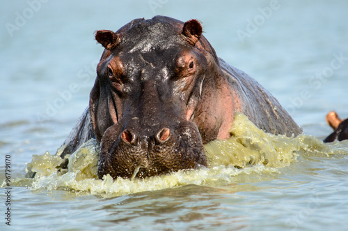 Hippo on the Charge