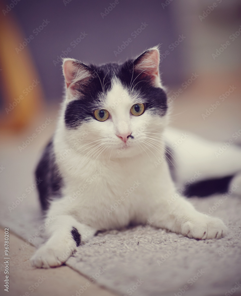 Portrait of a black-and-white domestic cat