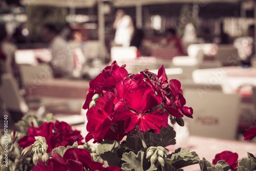 Red gardenium flowers photo