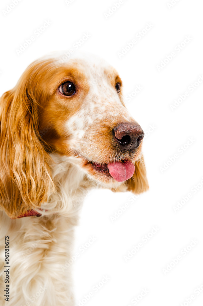 Portrait of a Russian spaniel shows tongue