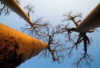 Leinwandbilder Baobab Baobab vor strahlend blauem Himmel  © gudkovandrey