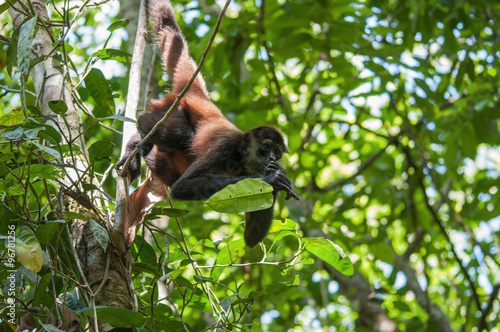 costa rican spider monkey, hanging from tree