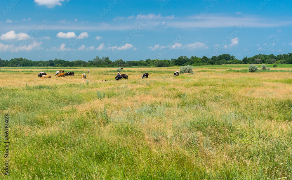 Ukrainian country landscape with meadow and herd at summer time