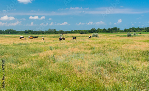 Ukrainian country landscape with meadow and herd at summer time