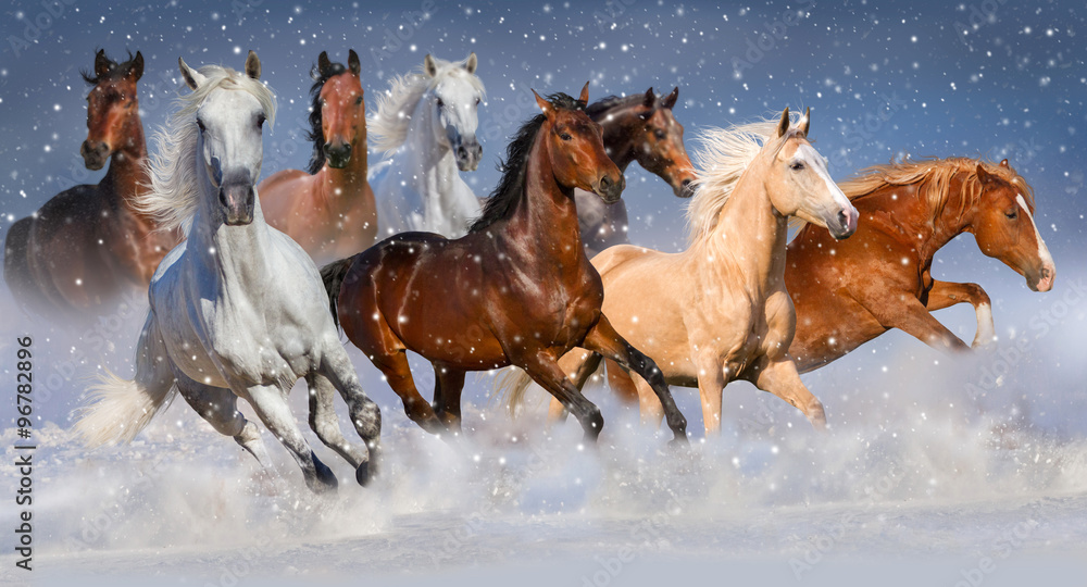 Fototapeta premium Stado koni biegnie szybko w polu śniegu zimą