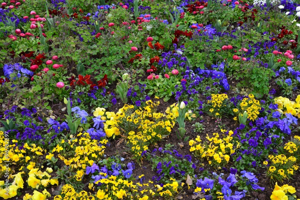 Bunte Frühlingsblumen blühen im Park