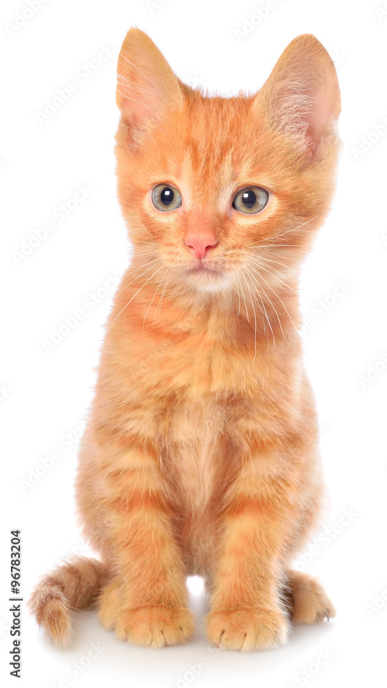 Orange kitten sitting Orange kitten sitting