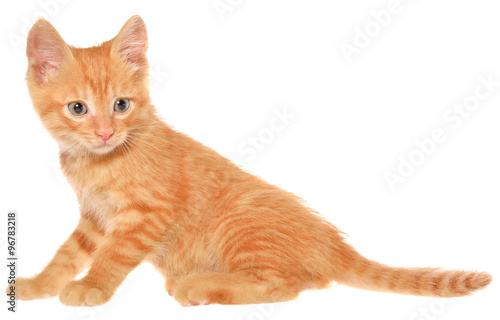 Orange kitten goes