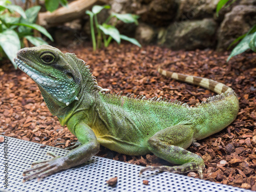 Green Water Dragon. Chinese Water Dragon. Physignathus cocincinu