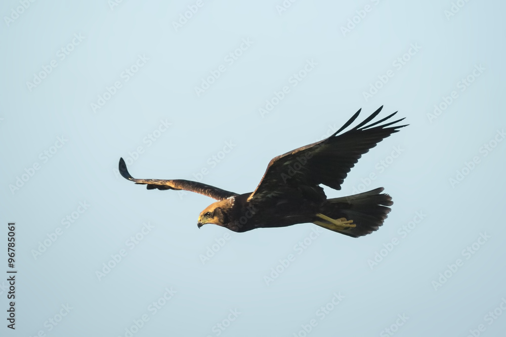 Western marsh harrier, Circus aeruginosus.