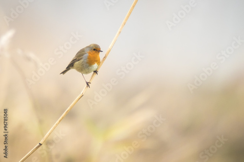 Robin singing in winter © Sander Meertins