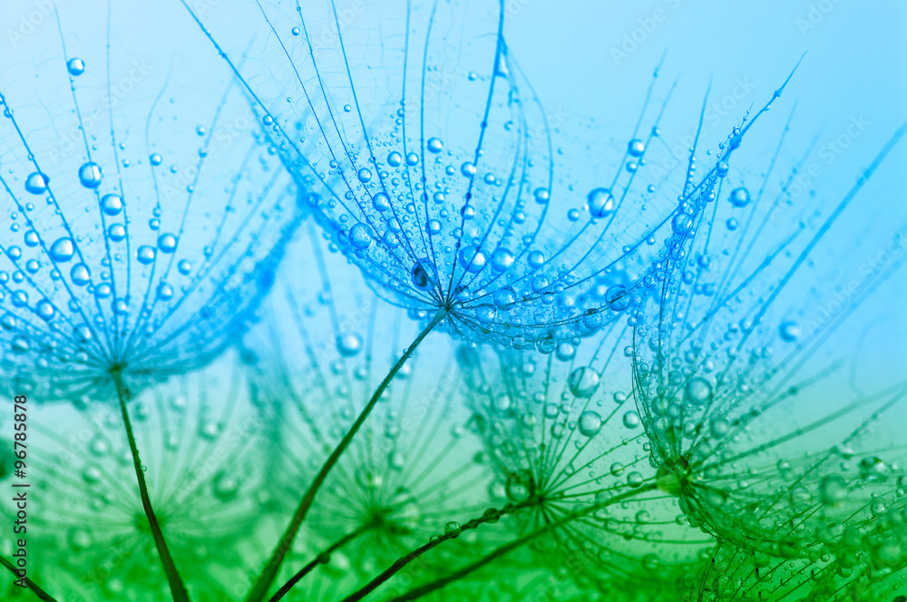 Obraz premium dandelion