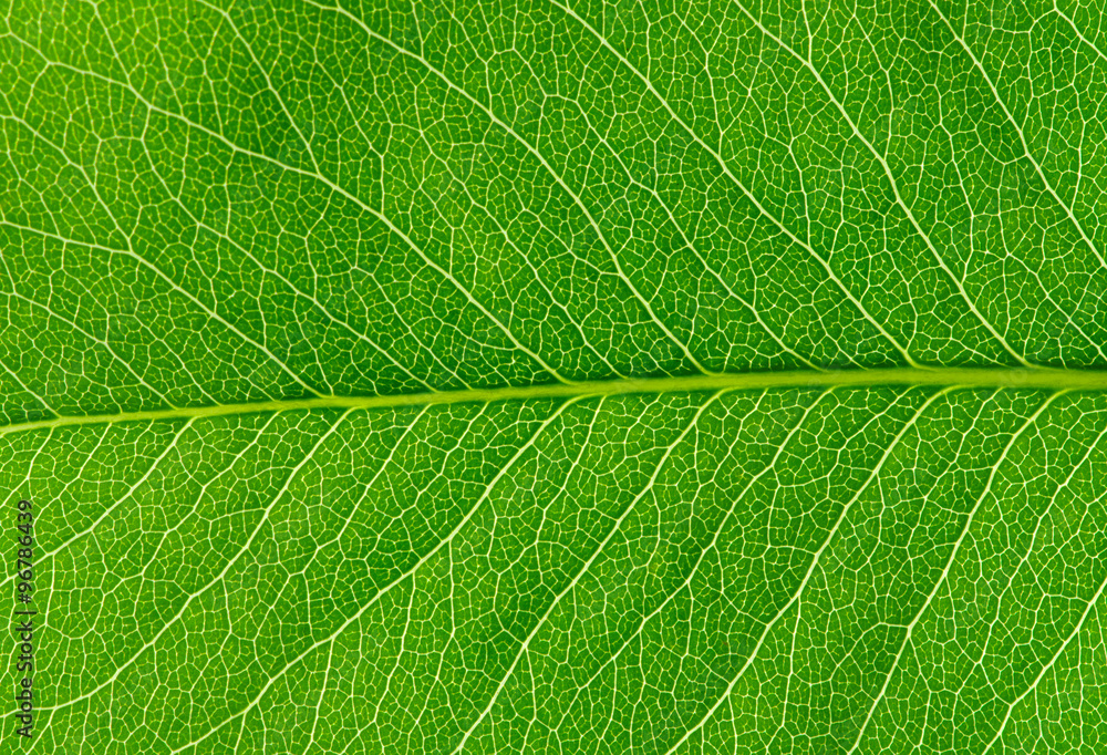  green leaf texture - obrazy, fototapety, plakaty 