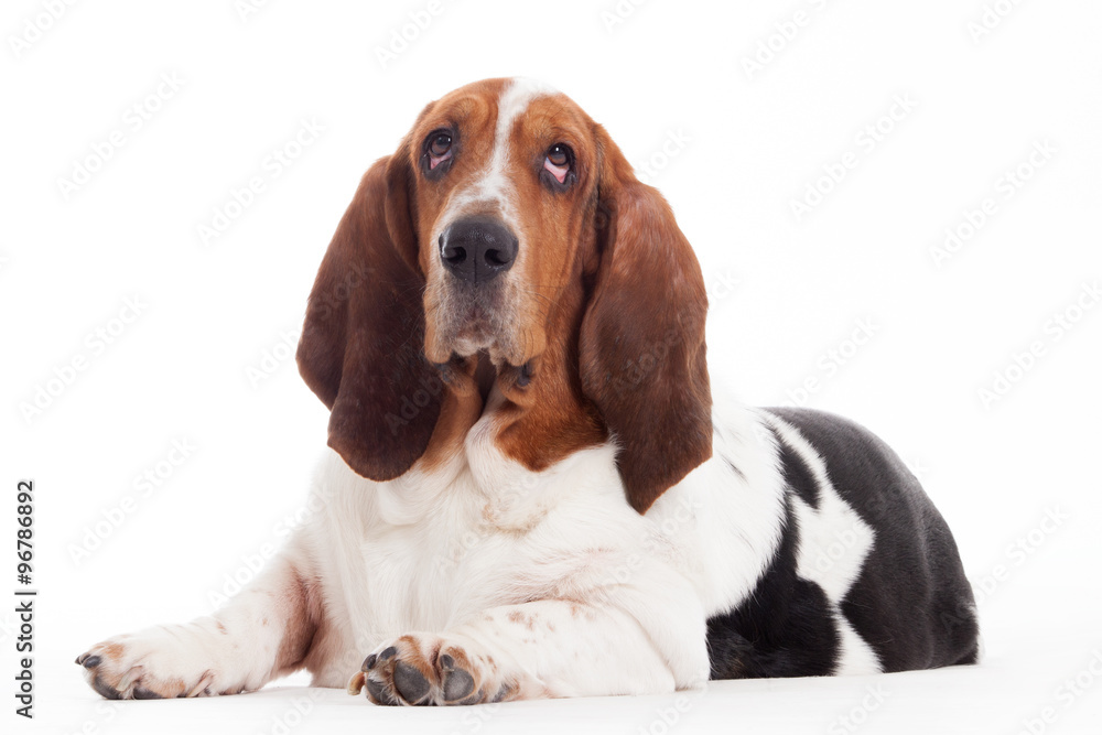 hush puppy lays down hush puppy lays down