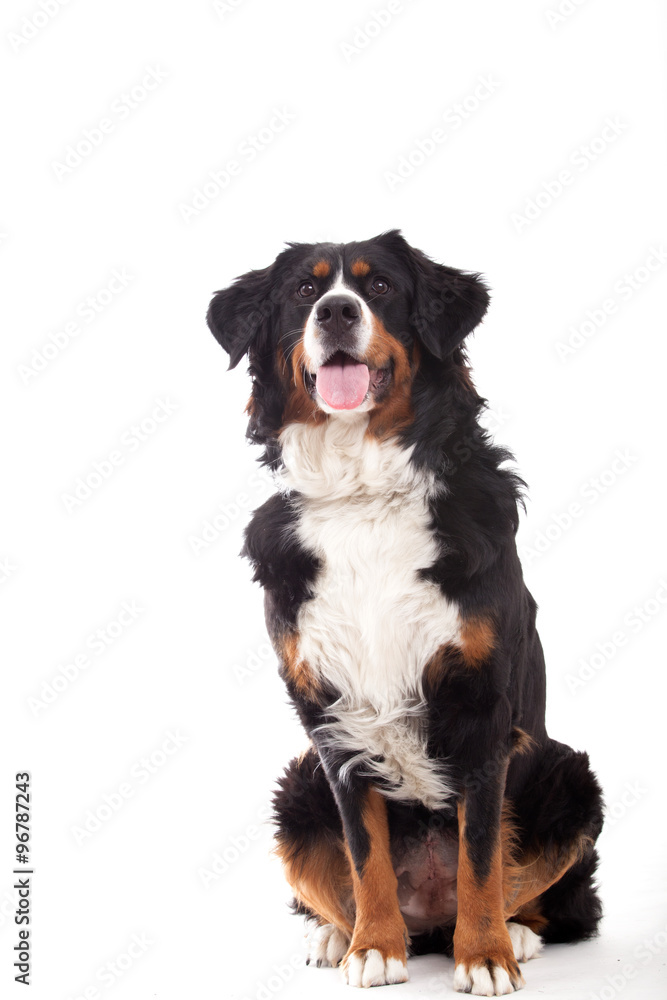  Bernese mountain dog sitting
