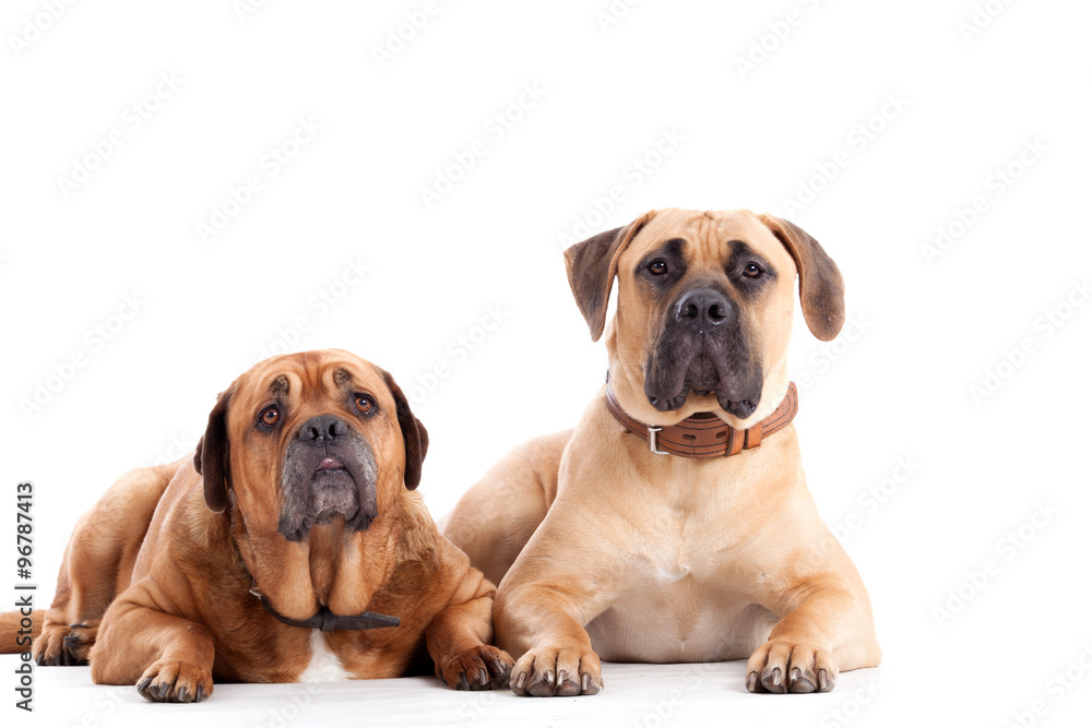 2 Bull mastiff dogs  looking