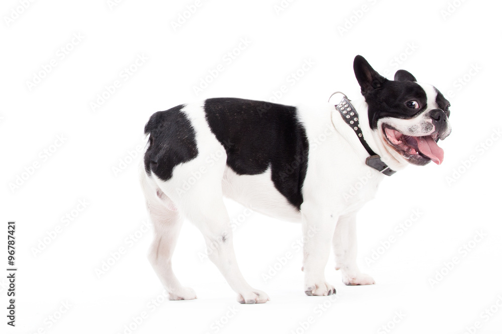 Franse buldog is looking Franse buldog is looking