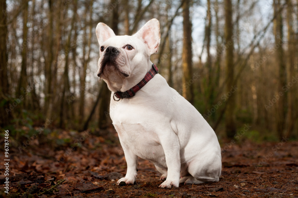 Franse buldog sitting in the forest