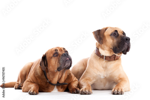 2 Bull mastiff dogs on white