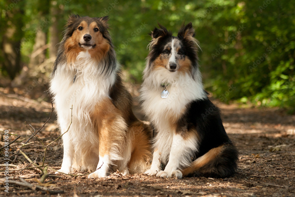2  border collie dogs in the forest