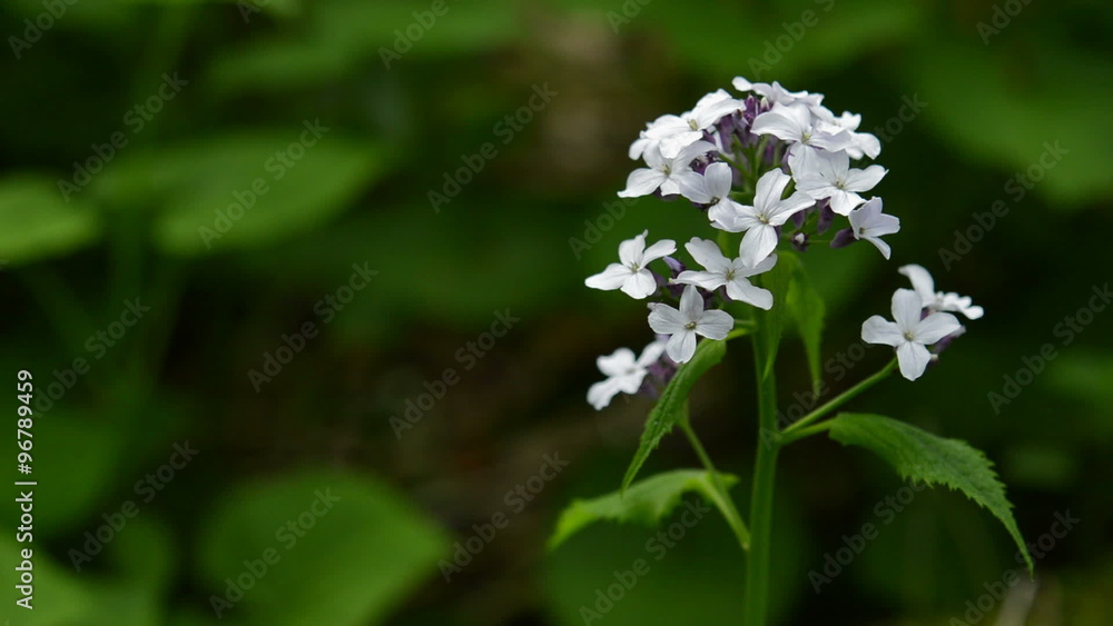 Close up of flowering perennial honesty (Lunaria rediviva) wildflower, spring, damp forest. Nature scene. Camera locked down. 1080p full HD video footage. Close up of flowering perennial honesty (Lunaria rediviva) wildflower, spring, damp forest. Nature scene. Camera locked down. 1080p full HD video footage.