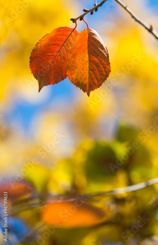 cherry leaf in autumn