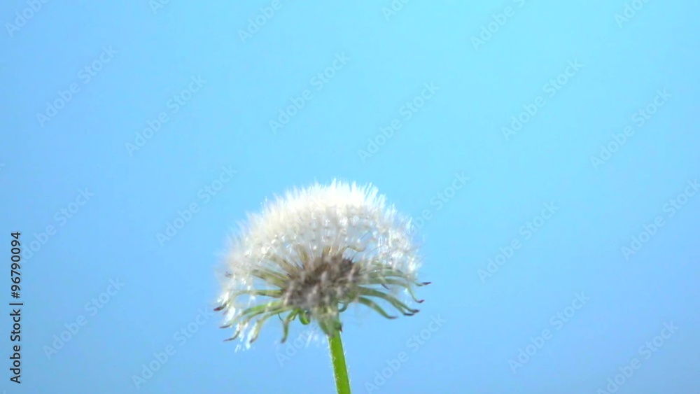 andelion opens against the sky. Dandelion seeds opens Time lapse. andelion opens against the sky. Dandelion seeds opens Time lapse.