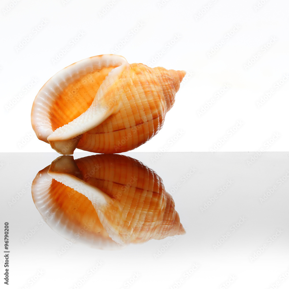 Sea Shell of The Phalium Bandatum on glass plate. Decorative object on white background.