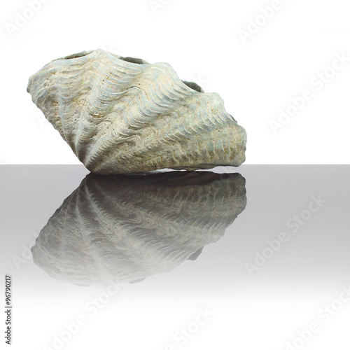 Sea shell of The Fluted Giant Clam on glass plate. Decorative object on white background.