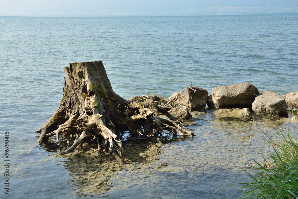 Souche dans l'eau au bord du lac de Neuchâtel en Suisse. L'eau était bien claire.