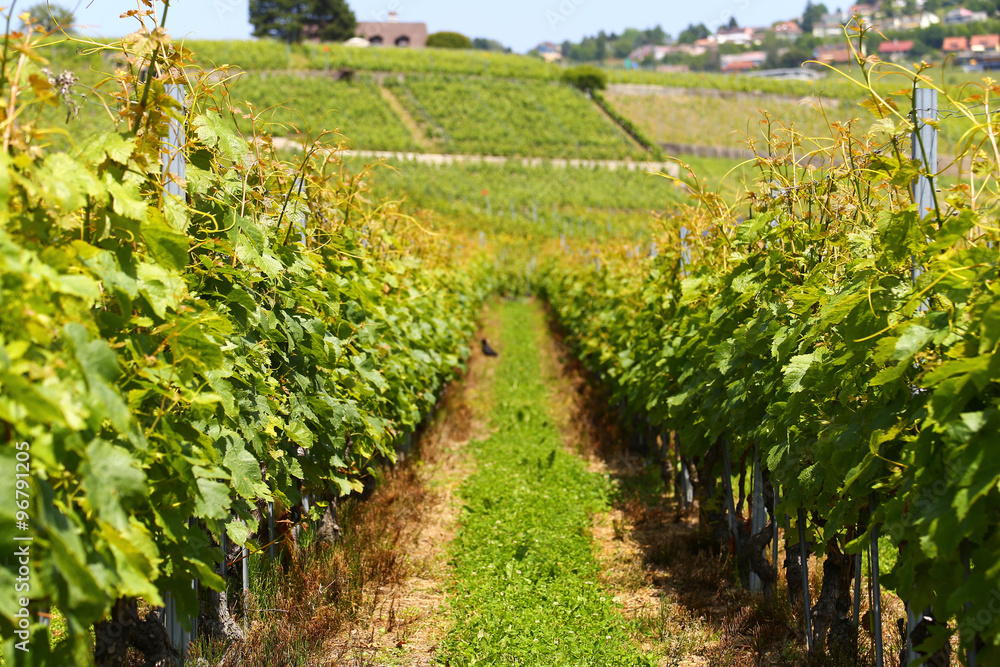 Lavaux vineyards on Lake Geneva, Switzerland