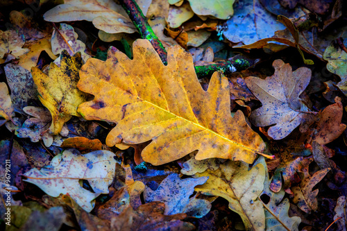 Dry autumn oak leaf