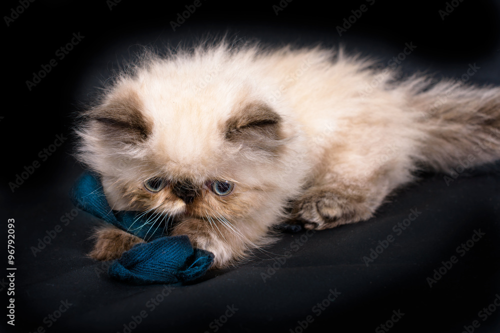 A young Blue Point Himalayan Persian kitten