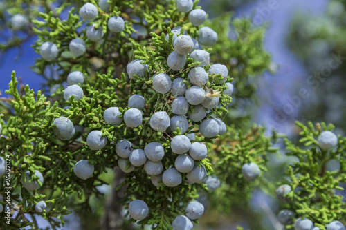 Blue Juniper Berries