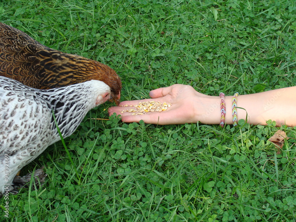 Hühner fressen aus der Hand Getreidekörner