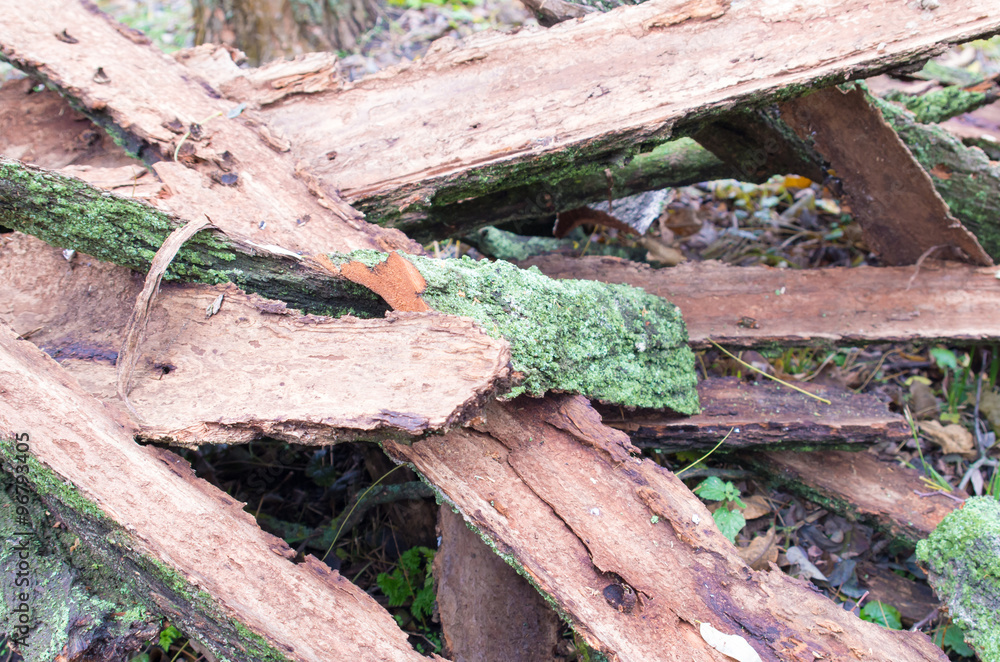 Pile of old tattered bark covered with moss Pile of old tattered bark covered with moss