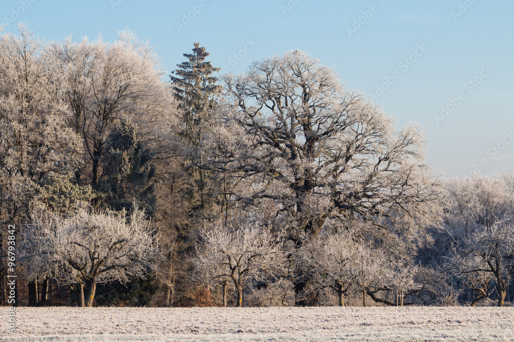 Sulzeiche mit Reif am Schönbuchrand - Quercus robur Sulzeiche mit Reif am Schönbuchrand - Quercus robur