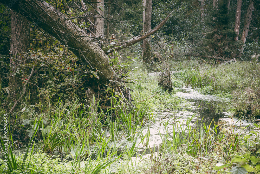 Fallen tree in the forest on wet ground. Fallen tree in the forest on wet ground.